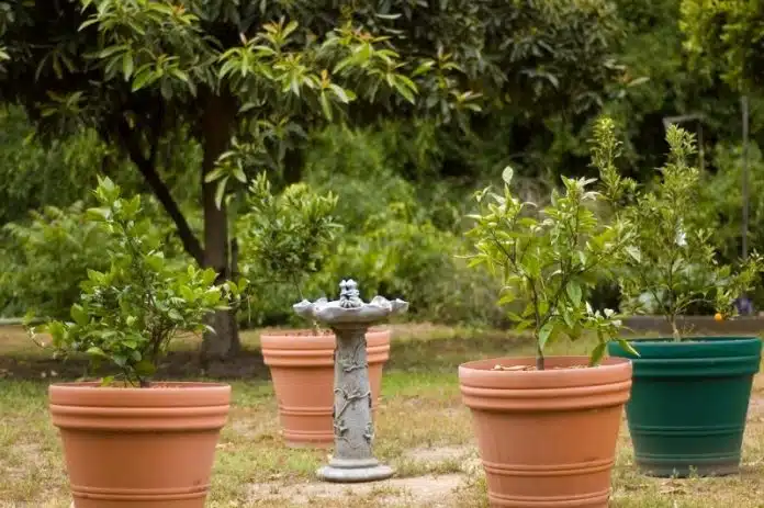 Comment planter un arbre dans un pot